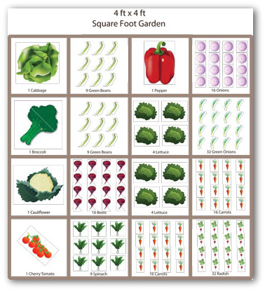 SFG plant 1 4 9 16