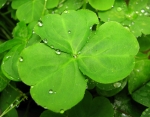 shamrocks_st_patricks_day_13375_150x117