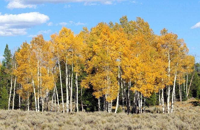 teton-aspens-3743300_1280_copy