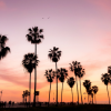 palm trees sunset