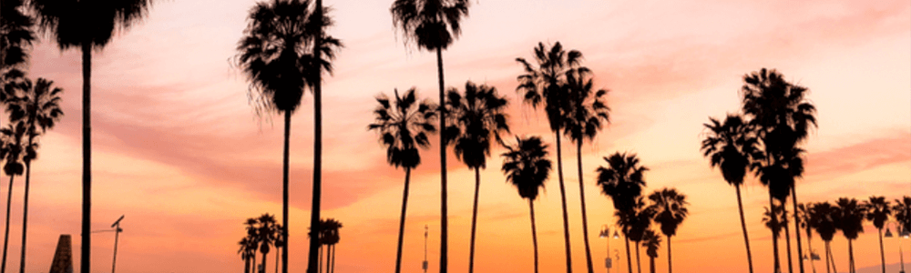 sunset palm trees