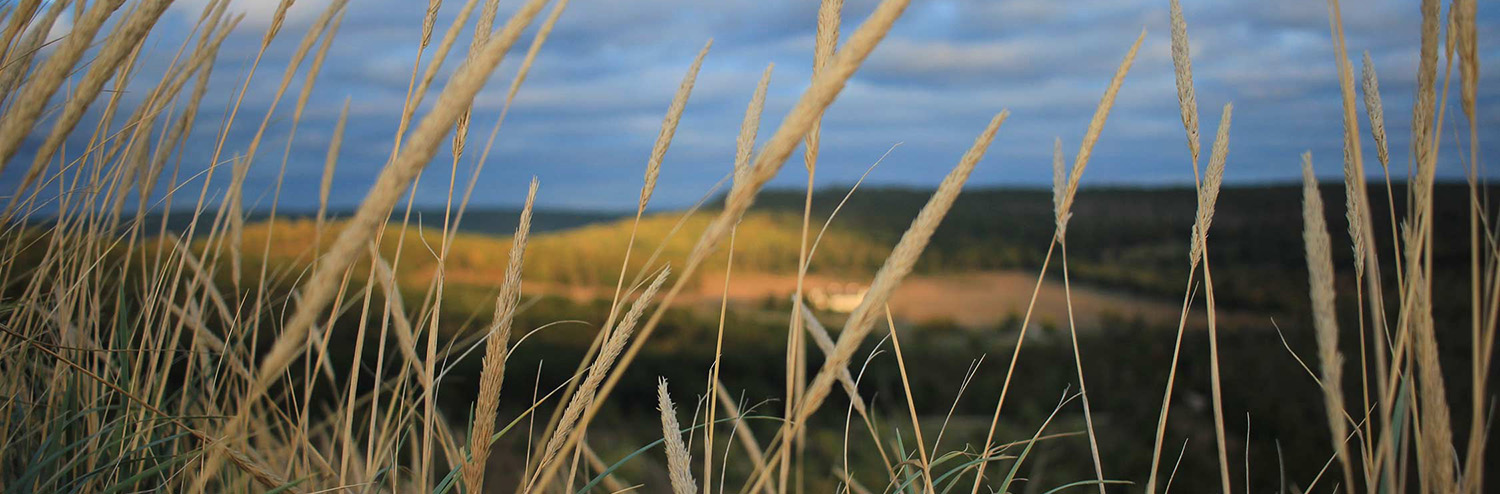 Grass_wide