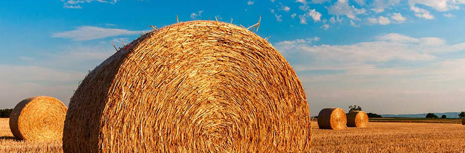 Hay_wide