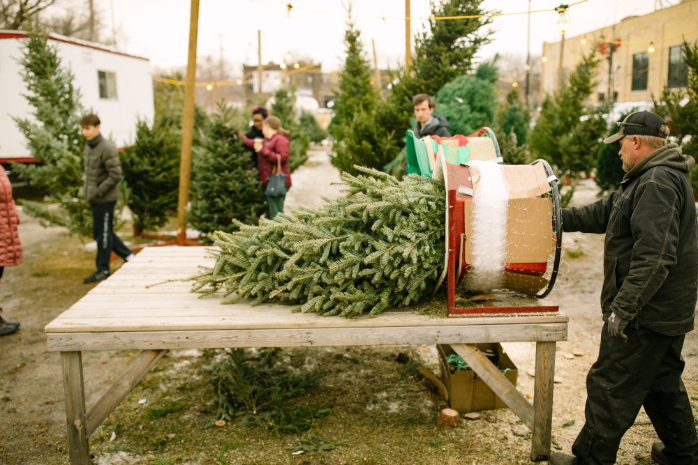 Christmas Trees St Paul Tree Lot in Minnesota