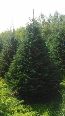 Conifers Evergreen Trees Available |Nursery Tree types