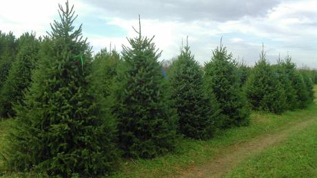 Conifers Evergreen Trees Available |Nursery Tree types