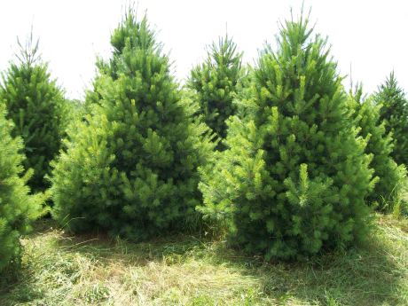 evergreens conifer balsam fir