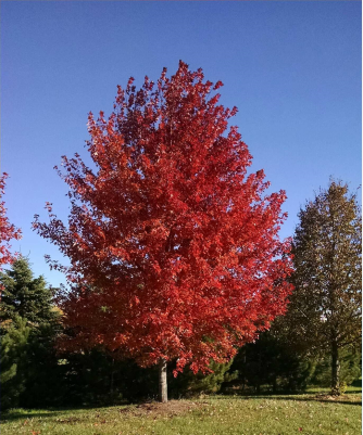 Deciduous Shade Trees Available 