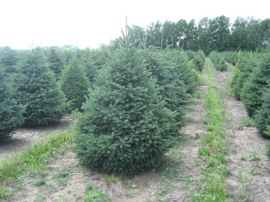 Varieties Of Wholesale Trees In Minnesota And The Midwest