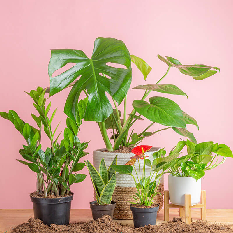 air-purifying-plants