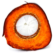 cut-oil-palm-fruit