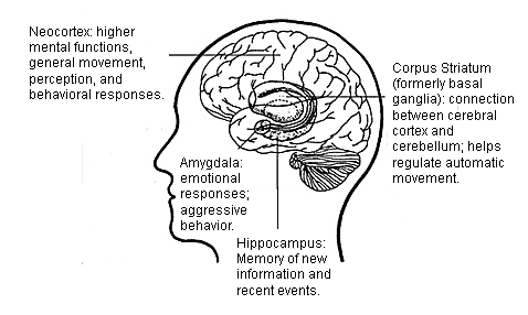 neocortex-amygdala-hippocampus