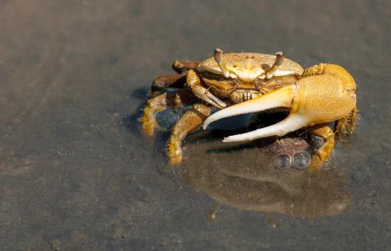 animal-crab-macro-73769_Pixabay