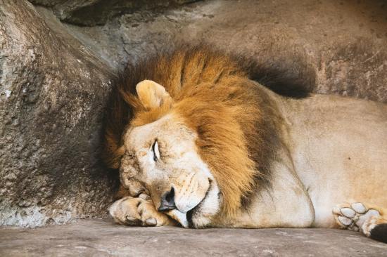 lion-sleeping-beside-rock-1187987