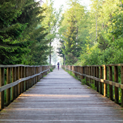 18 Low Sugar Smoothies for Weight Loss under 25g each!