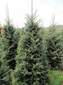 Cut your own Fraser Fir Minnesota