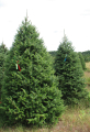 Canaan Fir Red9-10ft Blue8-9ft_copy