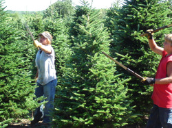 Hardworking Christmas tree farm crew