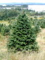 Cut your own Balsam Fir Minnesota