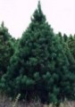 Norway Pine Christmas tree Minnesota