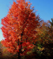 Buy Maple trees in Minnesota