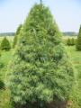 Cut your own White Pine Minnesota
