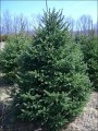 Cut your own White Spruce Minnesota