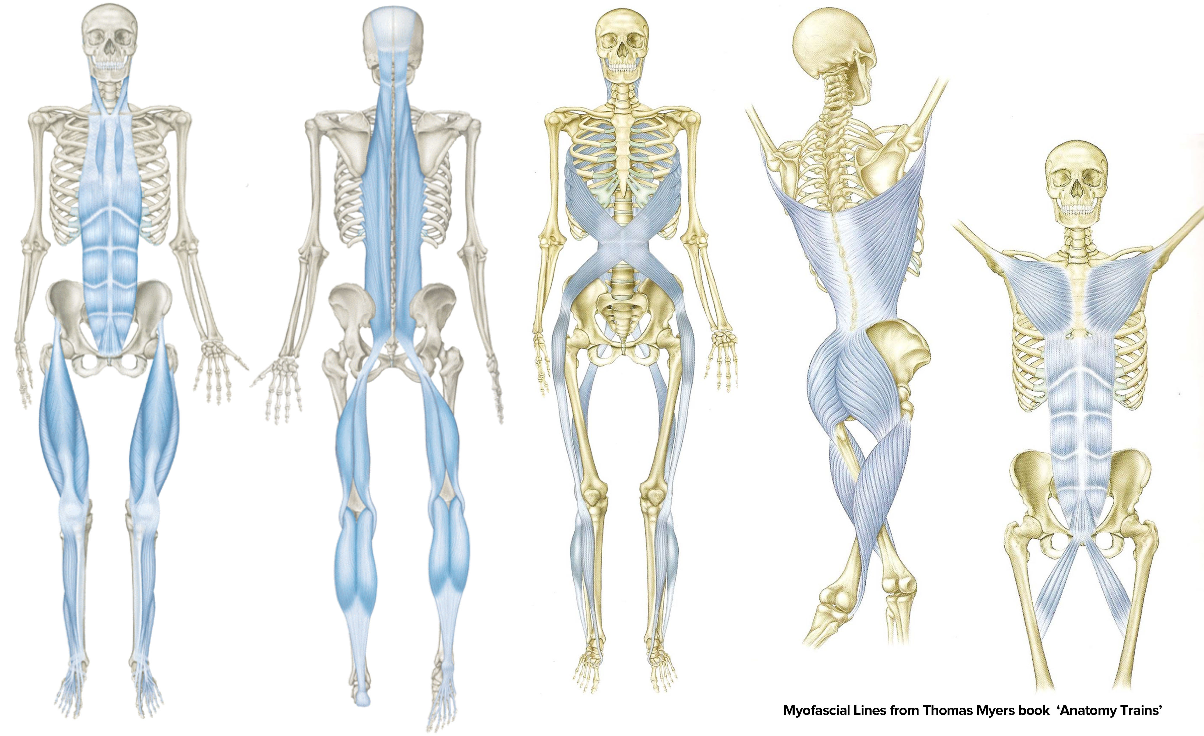 4_-anatomy-trains (1)