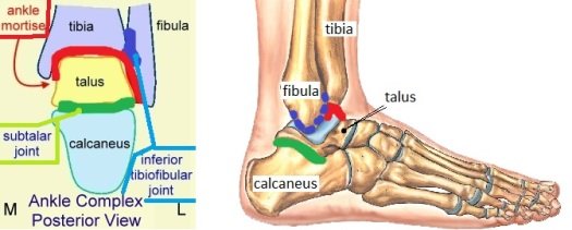Articulating-Surfaces-of-Ankle-Joint_copy1_525x211