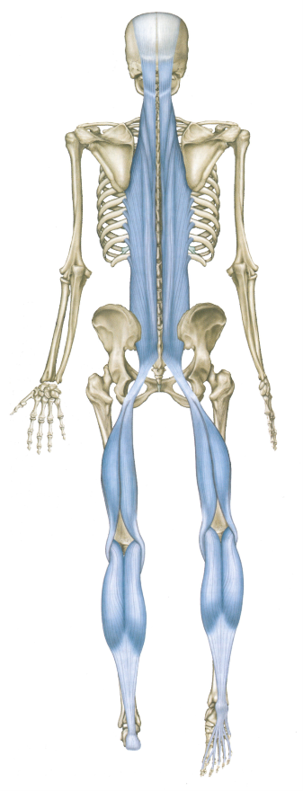 Pro Health Clinic - The Superficial Back Arm Line (SBAL): - The Superficial  Back Arm Line is the fascial connection from spine to fingers. It controls  arm movements behind our lateral midline (