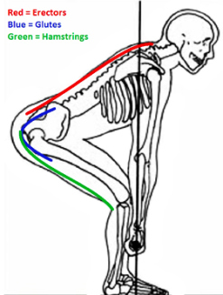erectors-glutes-hamstrings