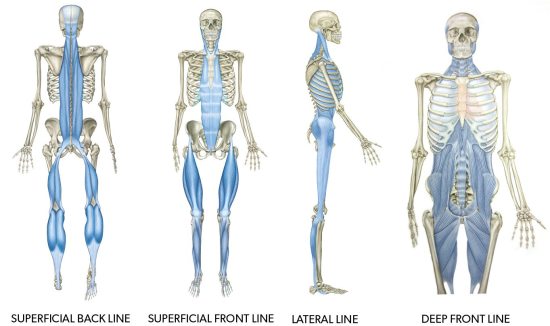 fascialines_550x326