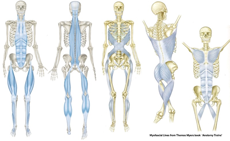 skeleton highlighting muscles used for hip hinge