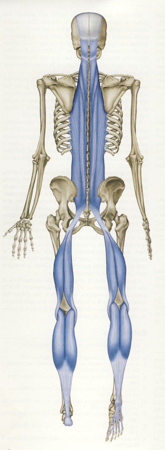 posterior_fascia_lines
