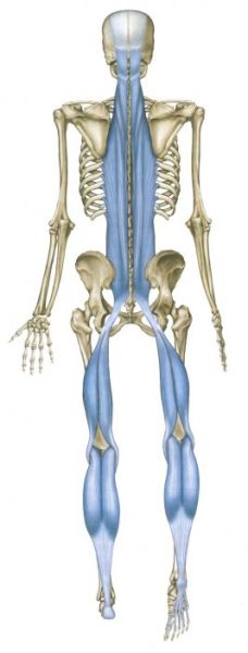 skeleton_gallery