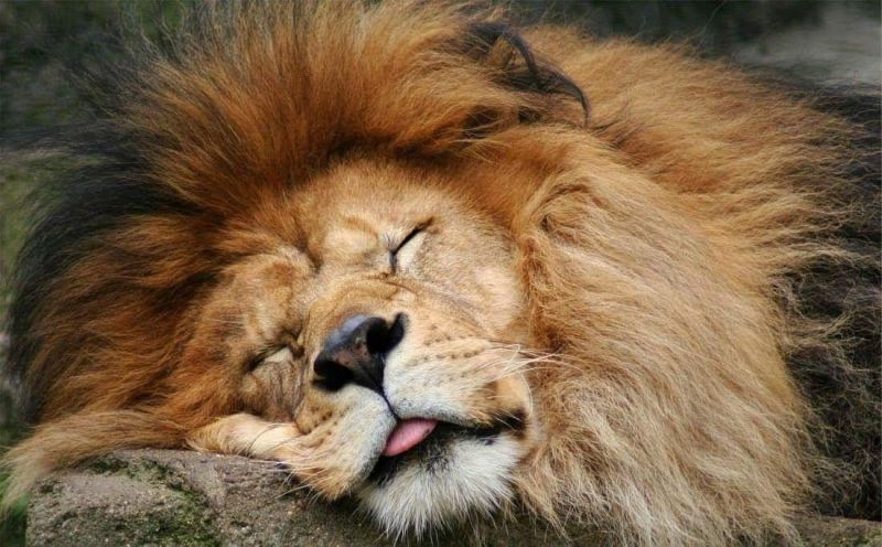 sleeping_lion_gallery