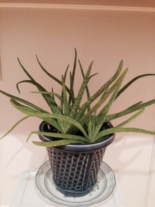 aloe-vera-plant