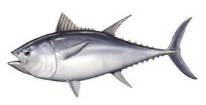 fish-tuna