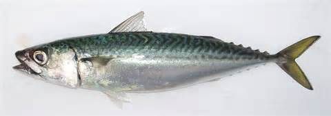 fish-mackerel