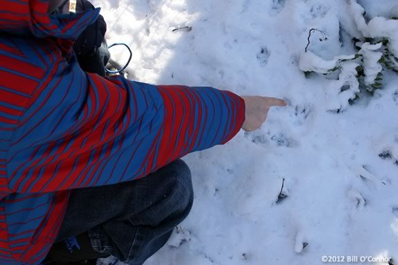 snow_track_pointer_copy