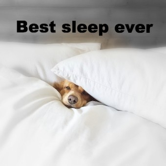 dog sleep1