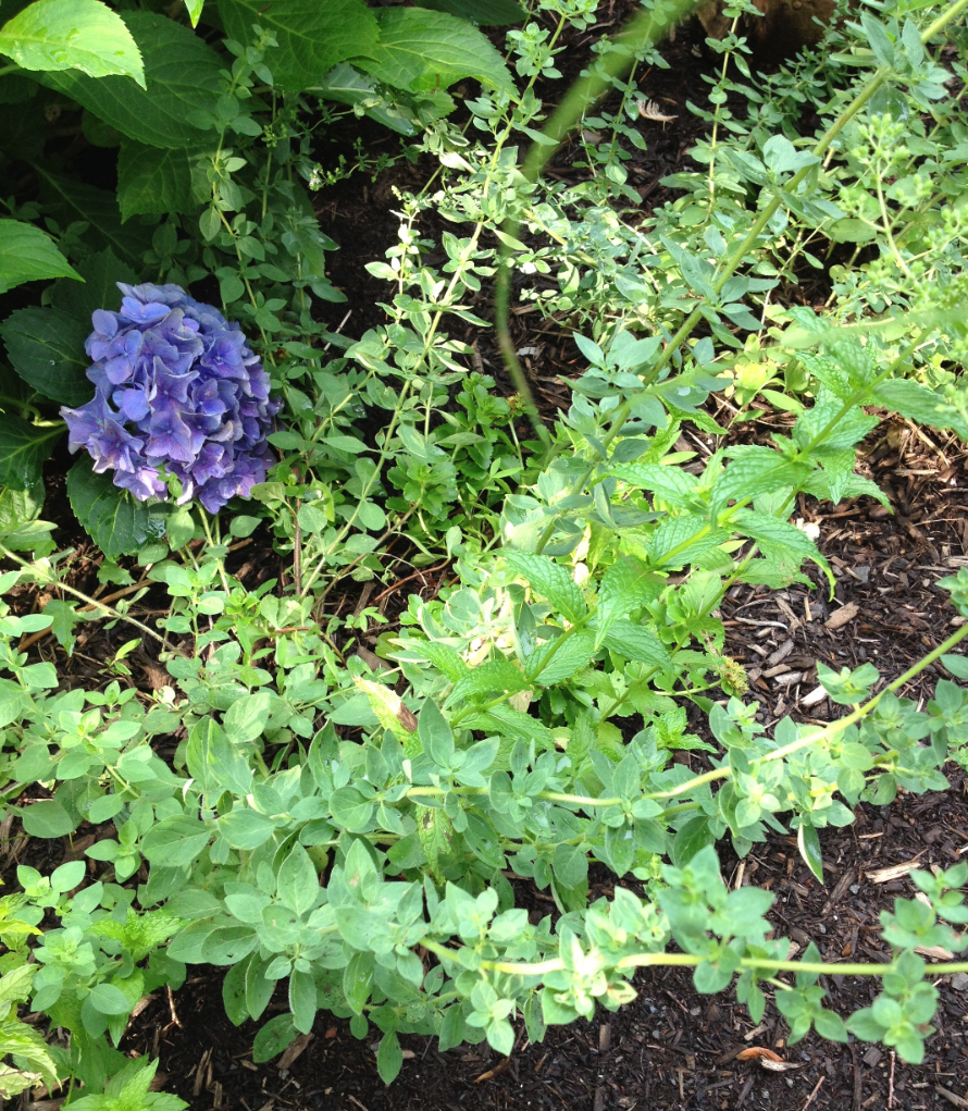 IMG_2296_copy
