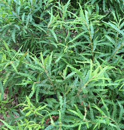 IMG_3325_copy