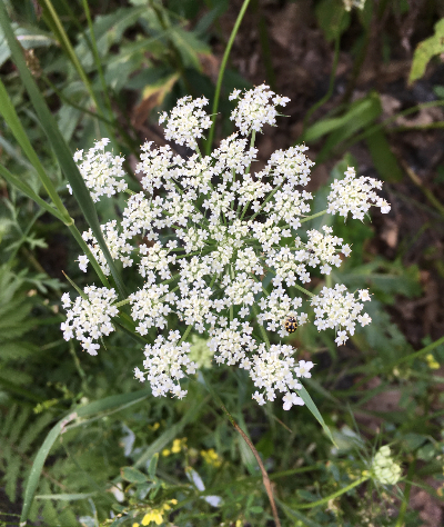 IMG_3345_copy