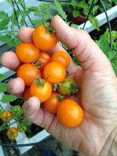 Tomatoes