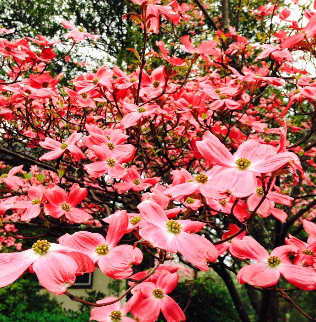 dogwood