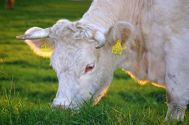 happy-cows-263766_640_copy