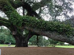 the big oak