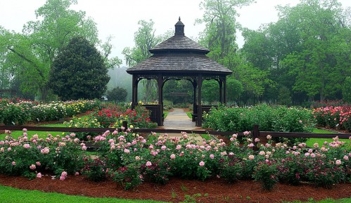 thomasville rose garden picture