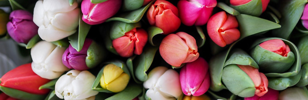 spring-tulips